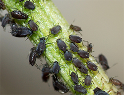 Aphids