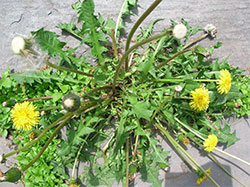 A picture of dandelion weeds. photo by aaron13251 on Flickr