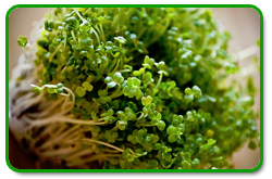 Broccoli Sprouts