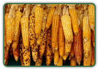 Seed Cleaning Corn