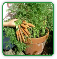 Container Carrots