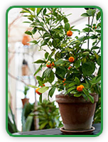 Indoor Citrus