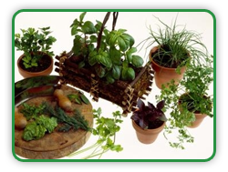 Edible Houseplants