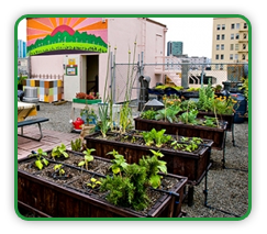 Rooftop Garden