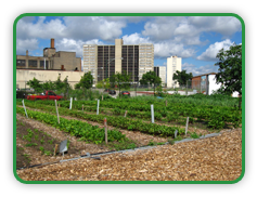 Urban Garden