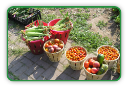 Maximum Yield Garden