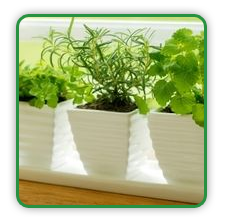 Windowsill Herbs