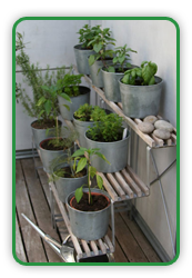 Terraced Herbs