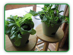 Container Lettuce Growing