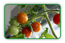 Indoor Tomatoes