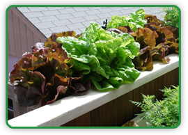 Growing Lettuce in a Window Box