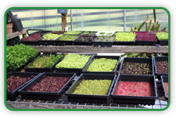 MicroGreens Trays