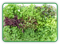 Microgreens