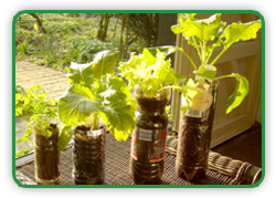 Container Gardening