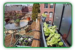 Balcony Vegetables