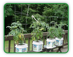 Patio Garden