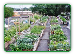 Rooftop Gardens