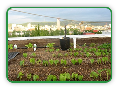 Gardening on a Rooftop