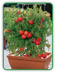 Tomato Container