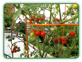 Balcony Tomatoes