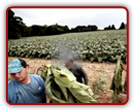 Harvesting Tobacco