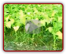 Picking & Hanging Tobacco