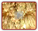 Tobacco Barn Drying Leaves