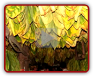 Curing and Fermenting of Tobacco for Cigars