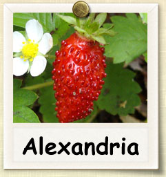 How to Grow Alexandria Strawberry | Guide to Growing Alexandria Strawberry