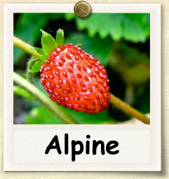 How to Grow Alpine Strawberry | Guide to Growing Alpine Strawberry