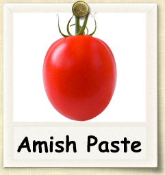 How to Grow Amish Paste Tomato | Guide to Growing Amish Paste Tomatoes