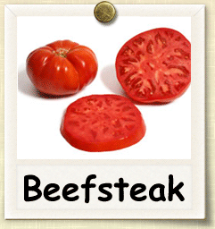 How to Plant and Grow Beefsteak Tomatoes