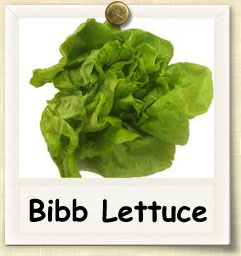 How to Grow Bibb Lettuce | Guide to Growing Bibb Lettuce
