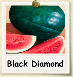 How to Grow Black Diamond Watermelon | Guide to Growing Black Diamond Watermelon