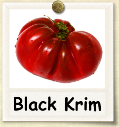 How to Grow Black Krim Tomato | Guide to Growing Black Krim Tomatoes