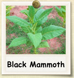How to Grow Small Stalk Black Mammoth Tobacco | Guide to Growing Small Stalk Black Mammoth Tobacco