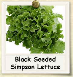 How to Grow Black Seeded Lettuce | Guide to Growing Black Seeded Lettuce