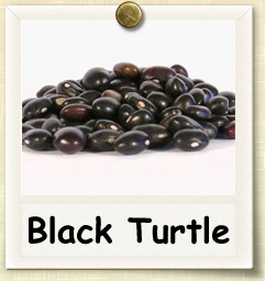 How to Grow Black Turtle Beans | Guide to Growing Black Turtle Beans