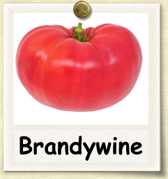 How to Grow Brandywine Tomato | Guide to Growing Brandywine Tomatoes