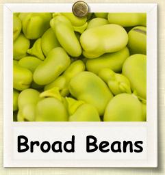 How to Grow Broad Beans | Guide to Growing Broad Beans