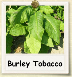 How to Grow Burley Tobacco | Guide to Growing Burley Tobacco