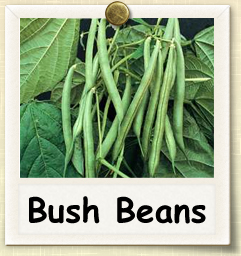 How to Grow Bush Beans | Guide to Growing Bush Beans