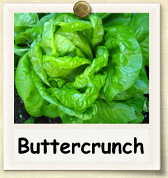 How to Grow Buttercrunch Lettuce | Guide to Growing Buttercrunch Lettuce