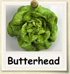 How to Grow Butterhead Lettuce | Guide to Growing Butterhead Lettuce