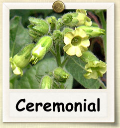 How to Grow Ceremonial Tobacco | Guide to Growing Ceremonial Tobacco