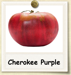 How to Grow Cherokee Purple Tomato | Guide to Growing Cherokee Purple Tomatoes