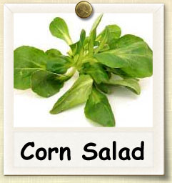 How to Grow Corn Salad | Guide to Growing Corn Salad