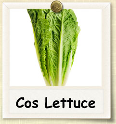 How to Grow Cos Lettuce | Guide to Growing Cos Lettuce
