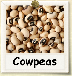 How to Grow Cowpeas | Guide to Growing Cowpeas