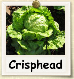 How to Grow Crisphead Lettuce | Guide to Growing Crisphead Lettuce